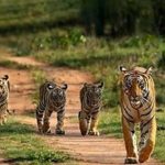 രത്തൻ ടാറ്റയുടെ പിൻ​ഗാമിയായി നോയൽ ടാറ്റ; ആരാണ് നോയൽ ടാറ്റ?