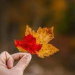 ഹരിയാനയും ജമ്മുവും കോൺഗ്രസിനൊപ്പം; എക്സിറ്റ്പോളുകള്‍ പുറത്ത്